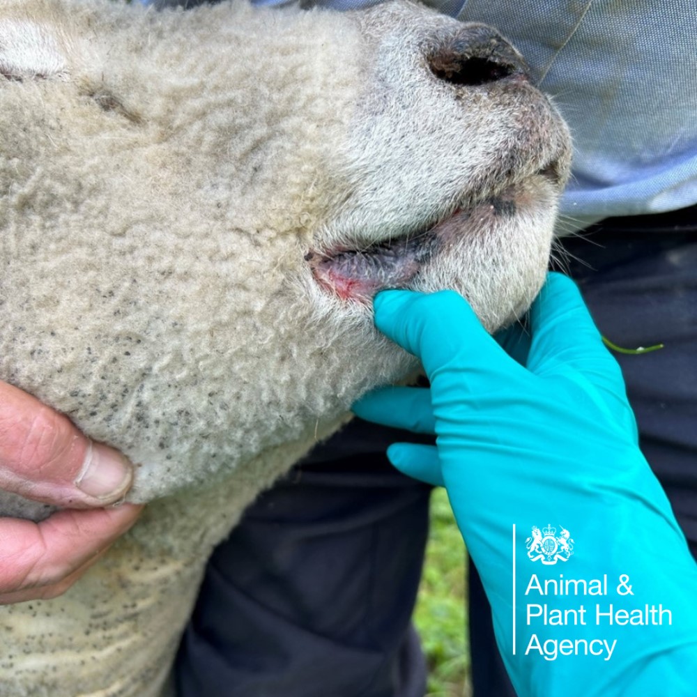 Sheep with lesions in the mouth 